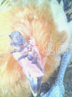IMG0394A.jpg