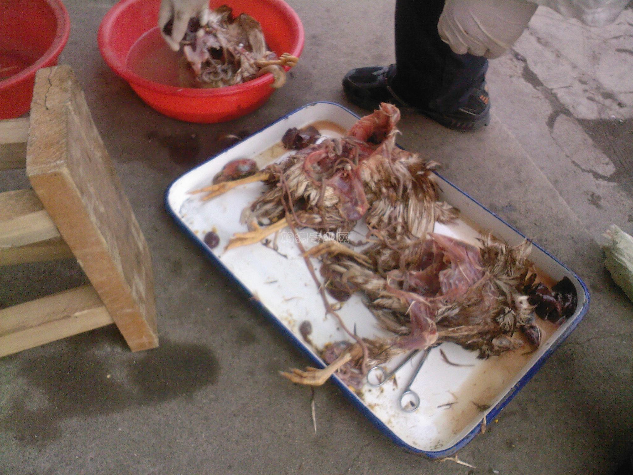 20091028081516.jpg