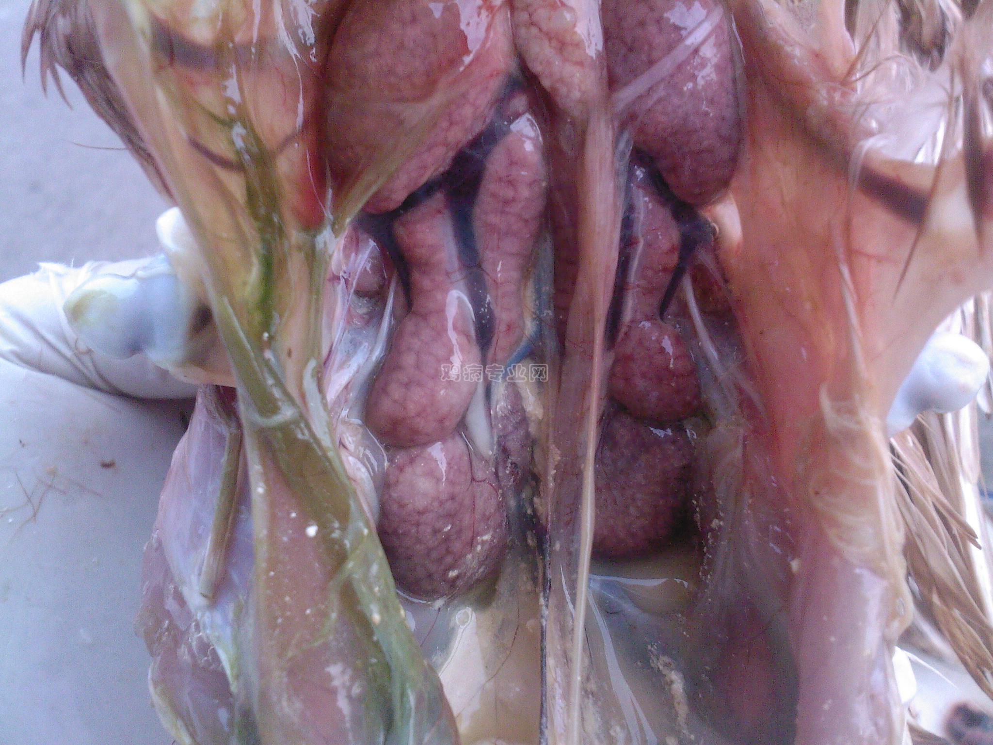 20091028080134.jpg