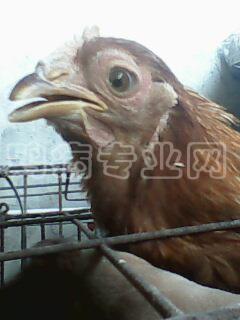 IMG0012A.jpg