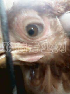 IMG0011A.jpg