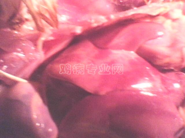 IMG0614A.jpg