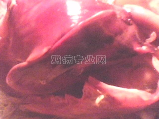 IMG0618A.jpg