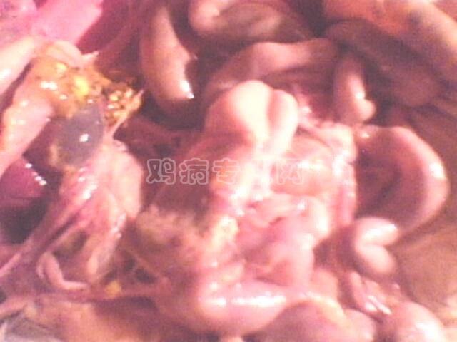 IMG0616A.jpg