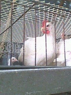 IMG0015A.jpg
