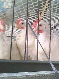 IMG0013A.jpg