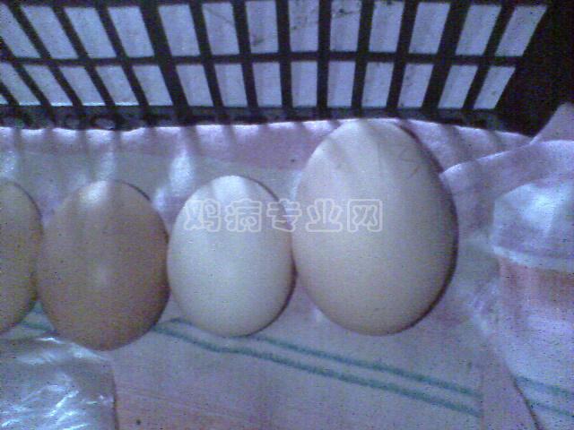 IMG0620A.jpg
