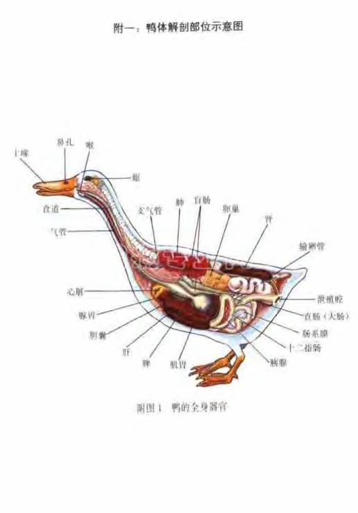 鸭全身器官