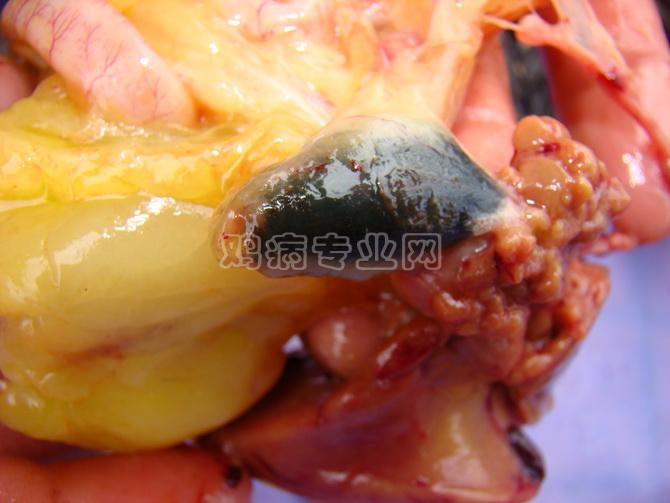 DSC05230_С.JPG