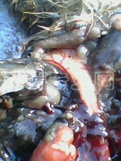 IMG0032A.jpg