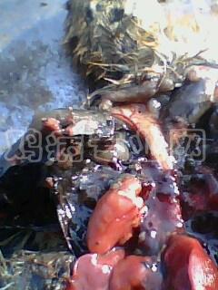 IMG0031A.jpg