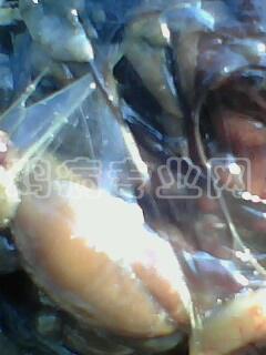 IMG0034A.jpg