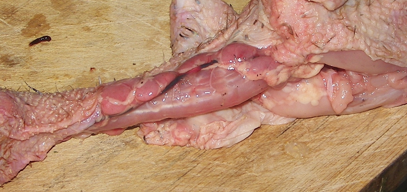 100_6838.JPG