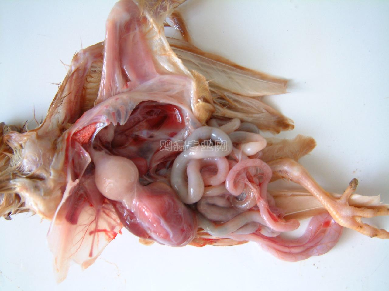 最近拍摄的几张腺胃炎照片 - 鸡病图片资料区 - 鸡病