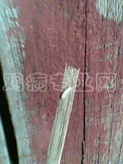 IMG0337A.jpg