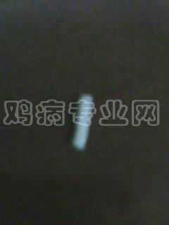 IMG0333A.jpg