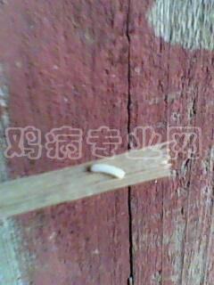 IMG0338A.jpg