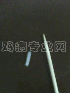 IMG0332A.jpg