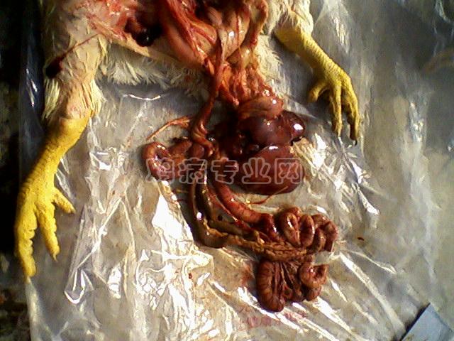 Ƭ-0043.jpg