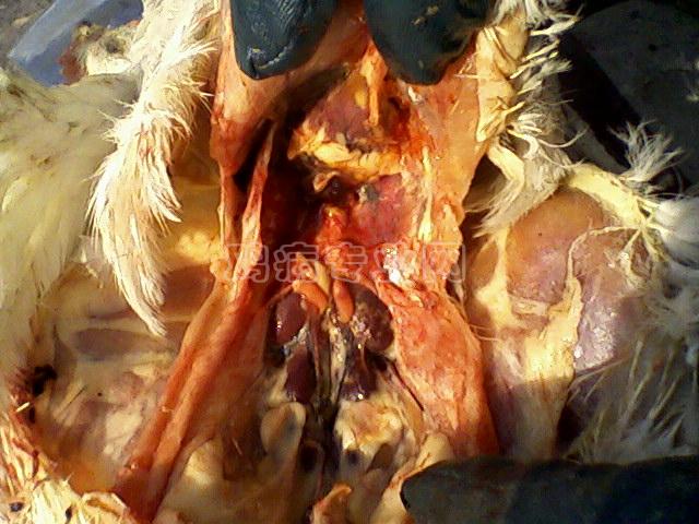 Ƭ-0052.jpg