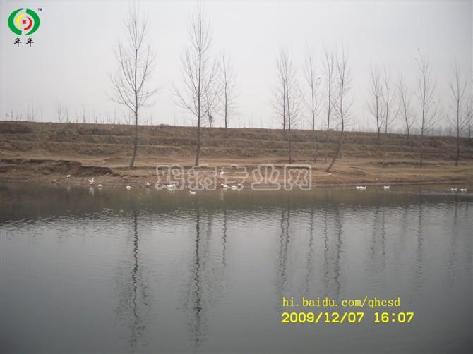 a9.jpg
