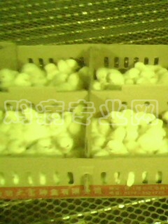 IMG0012A.jpg