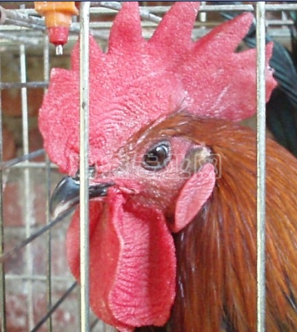 õ