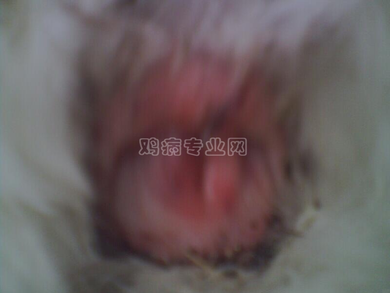 Ǽĸ