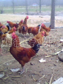 IMG0007A.jpg