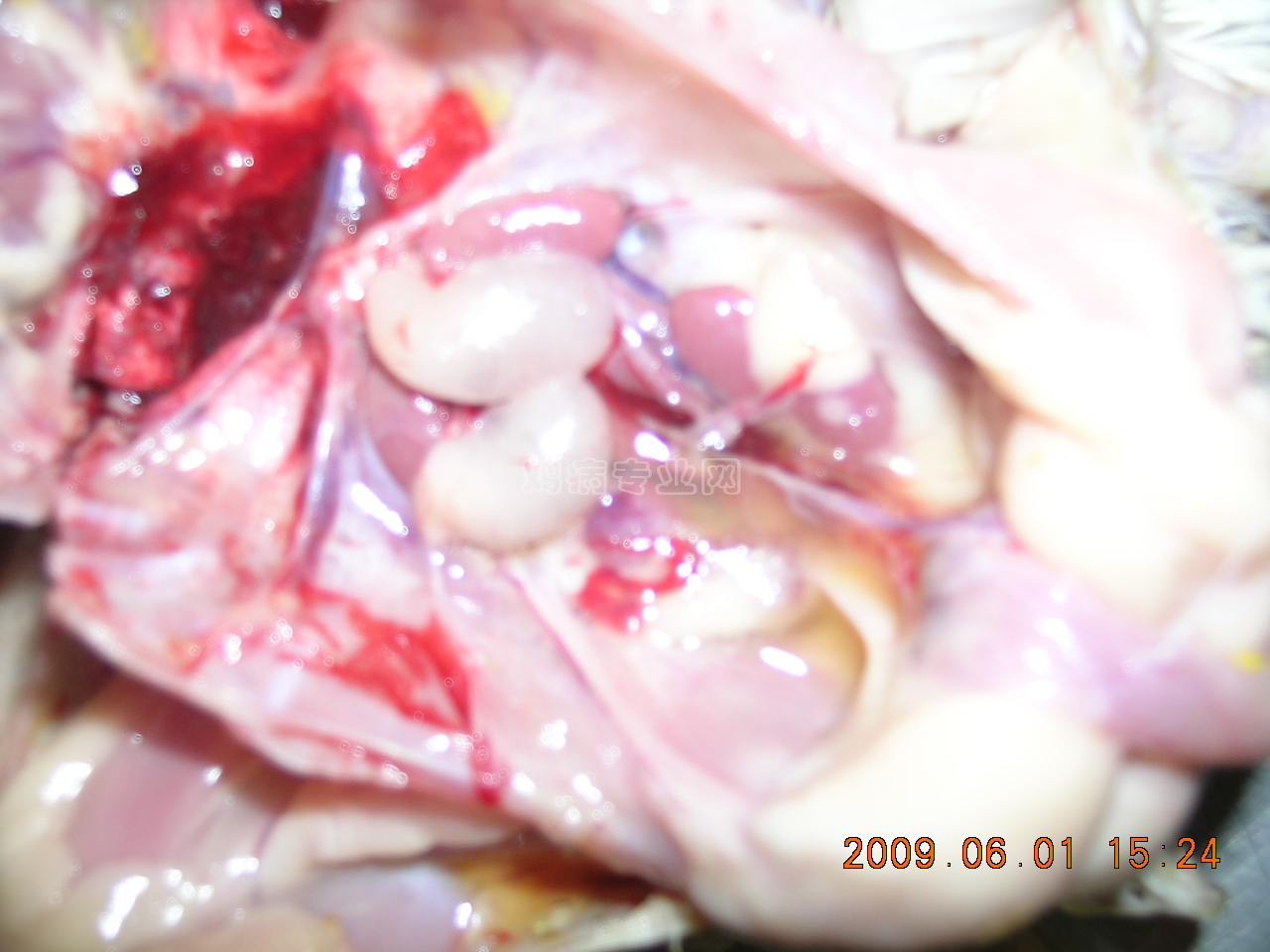 DSCN4593.JPG