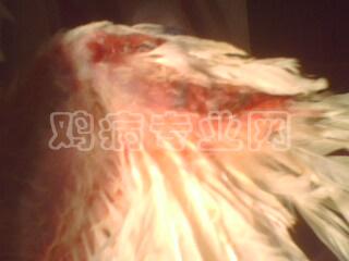IMG0304A.jpg
