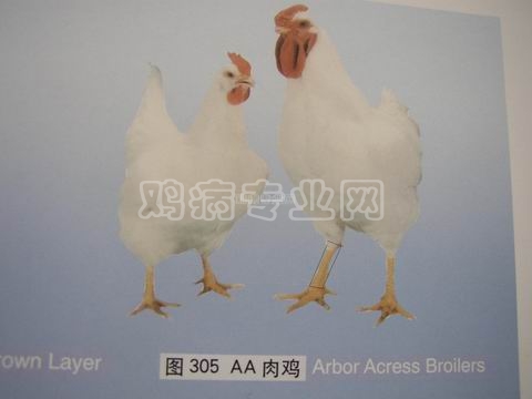 10_58027_1631fea2a08ea4d.jpg