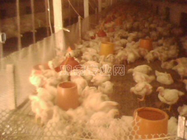 IMG0123A.jpg