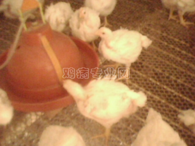 IMG0122A.jpg