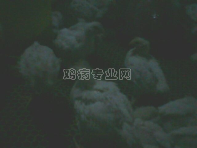 IMG0107A.jpg