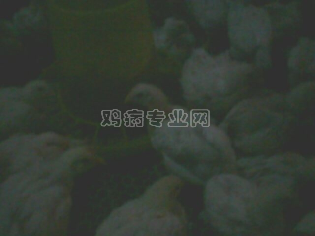 IMG0110A.jpg