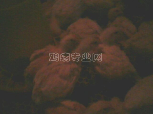 IMG0113A.jpg
