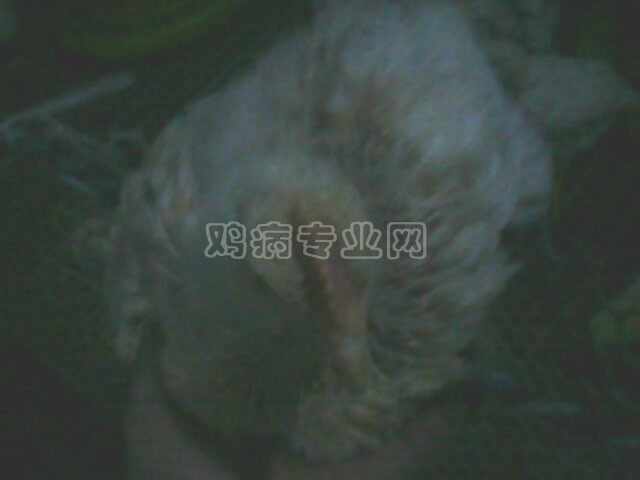 IMG0117A.jpg