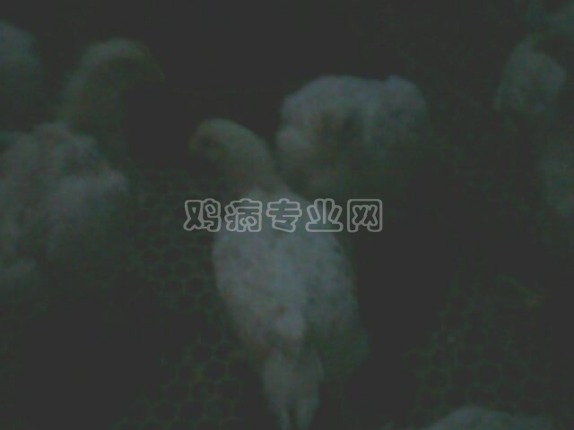 IMG0109A.jpg