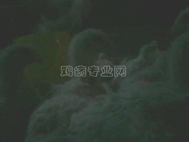 IMG0111A.jpg