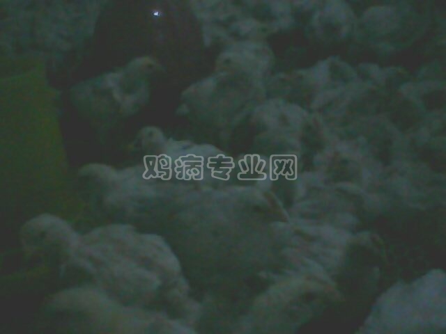 IMG0108A.jpg