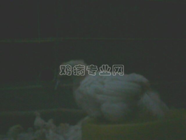 IMG0112A.jpg