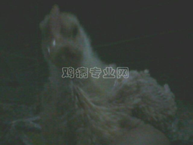 IMG0116A.jpg