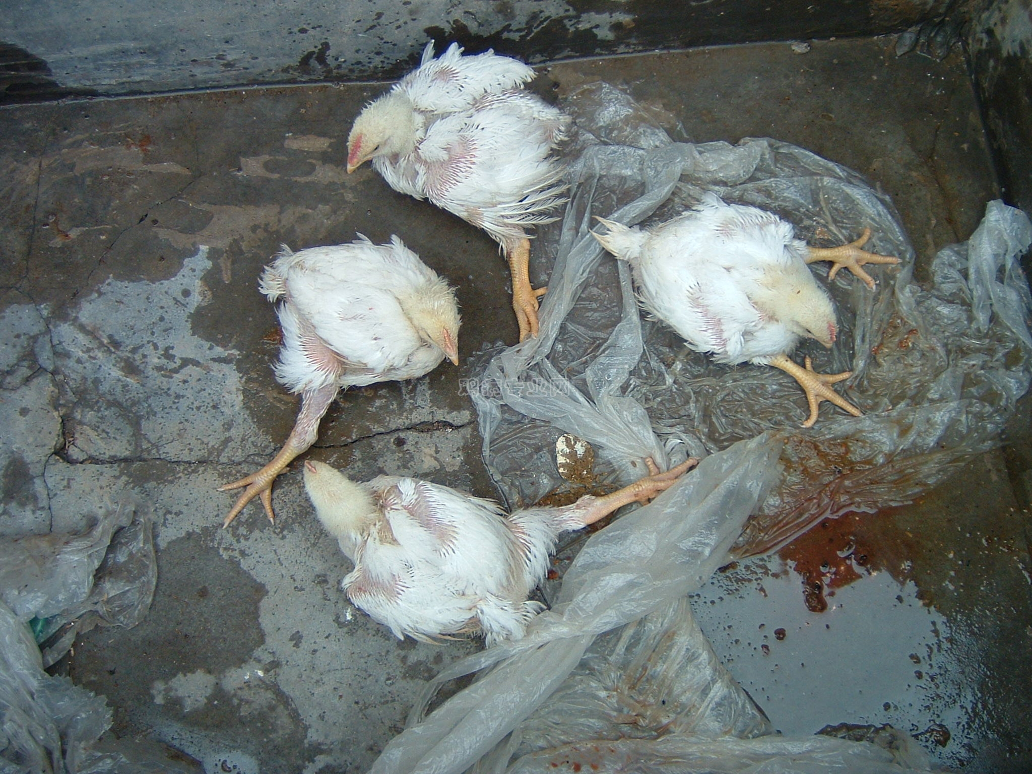 Ȳ1.jpg