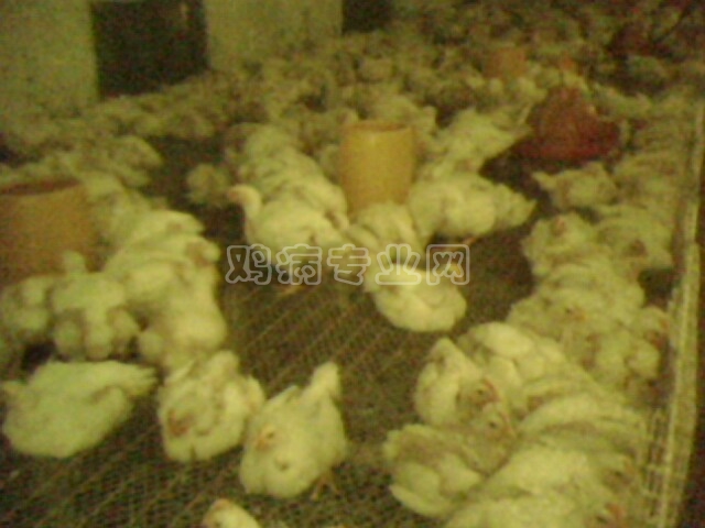 IMG0135A.jpg