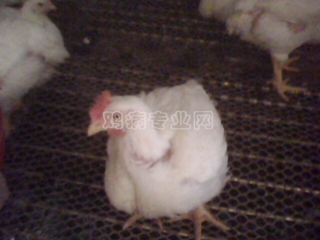 IMG0153A.jpg