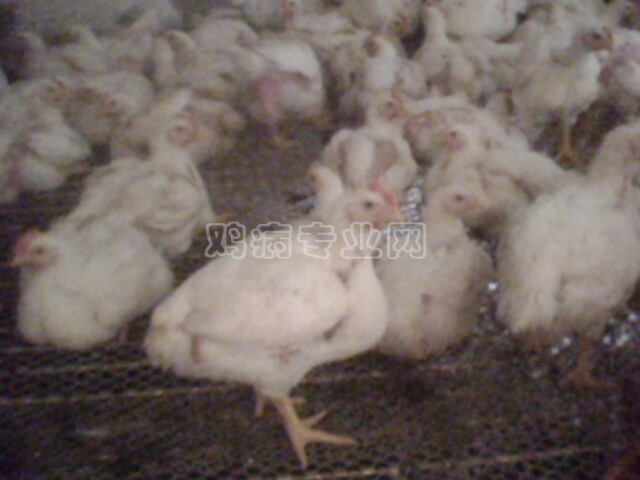 IMG0154A.jpg