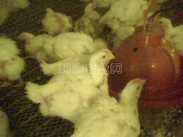 IMG0134A.jpg