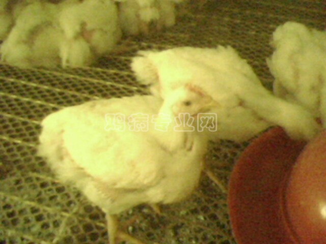 IMG0136A.jpg