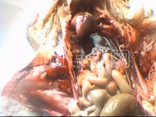 ͼƬ 010.jpg